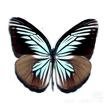 A1/A-Pareronia Tritaea Tritaea Tikras drugelio pavyzdys Studentų mokslo ir švietimo kolekcijos dovana 